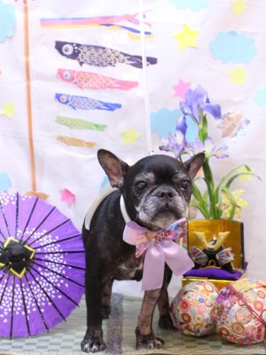 20240525さつきちゃん